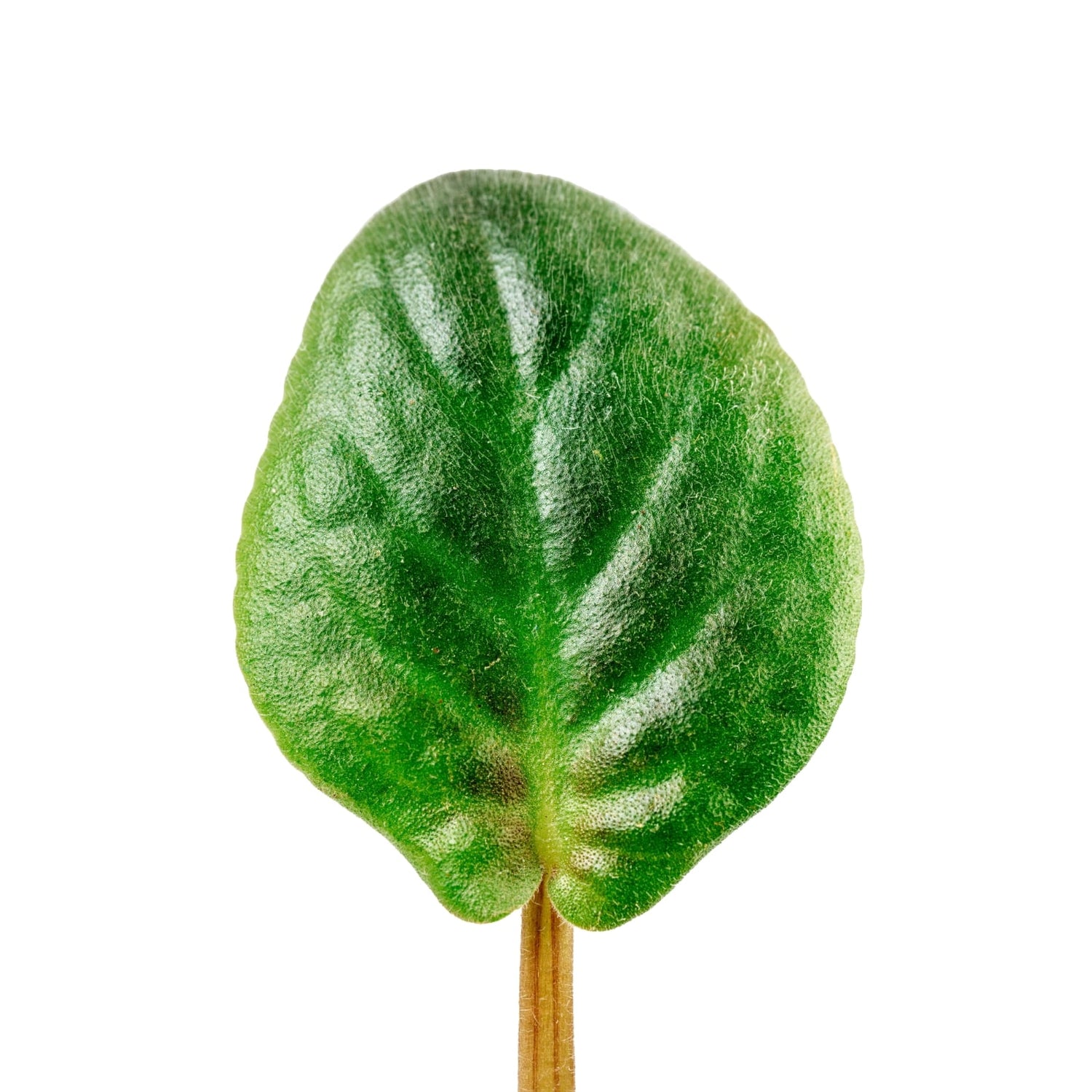 Close-up of a green leaf on a white background